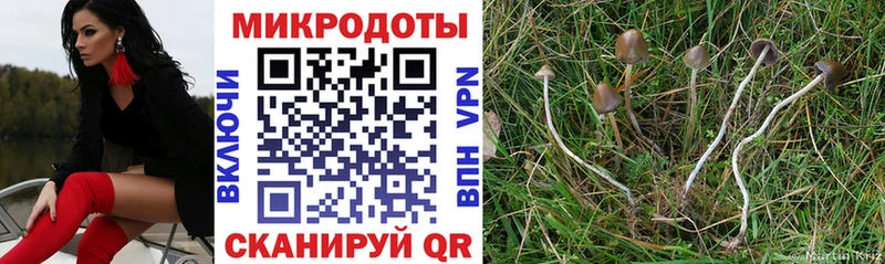 Галлюциногенные грибы Psilocybine cubensis  Уржум 